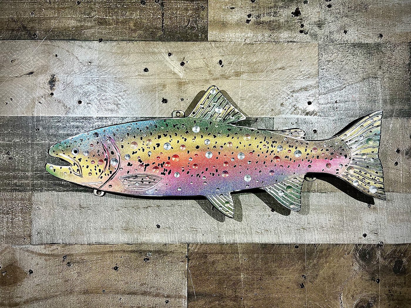 23-inch rainblow trout left 2